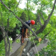 Élagueur 17 effectuant une taille douce pour préserver la santé des arbres en Charente-Maritime.