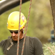Élagueur 17 procédant à l'abattage professionnel d'arbres imposants dans le département de la Charente-Maritime.