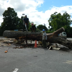Grimpeur arboriste d'Élagueur 17 en action, assurant un accès sécurisé aux parties élevées des arbres en Charente-Maritime.