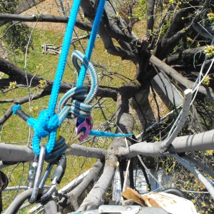 Élagueur 17 appliquant un traitement spécialisé contre les maladies d'arbres en Charente-Maritime.