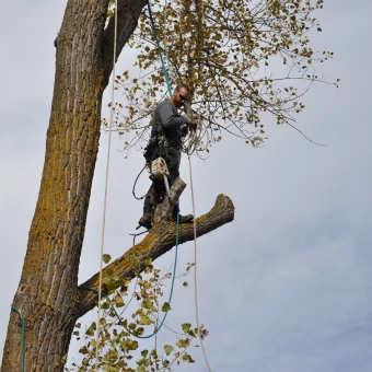 Élagueur 17 effectuant une taille professionnelle des arbres en Charente-Maritime pour assurer leur croissance harmonieuse et la sécurité.